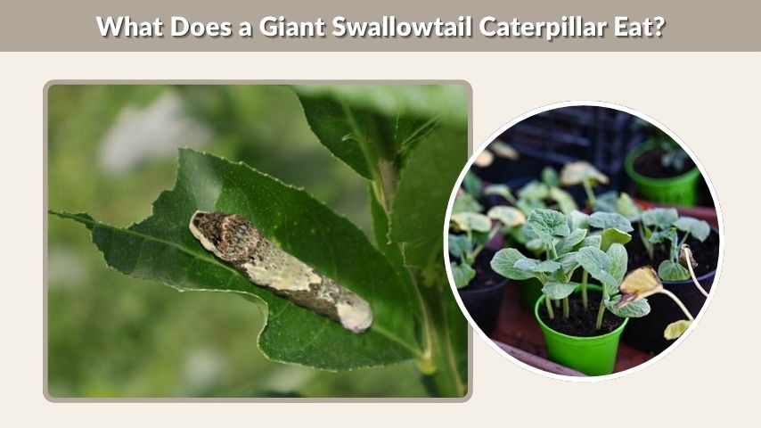 What Does a Giant Swallowtail Caterpillar Eat?