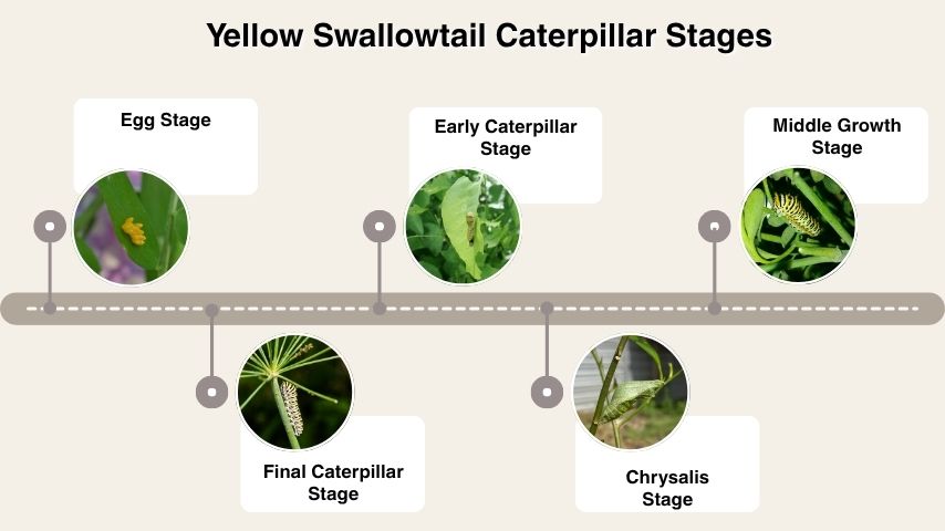 Yellow Swallowtail Caterpillar Stages