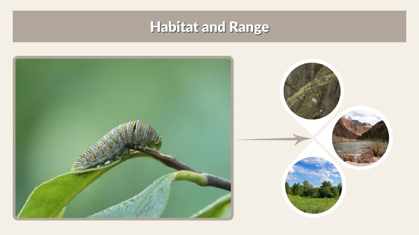 Habitat and Range