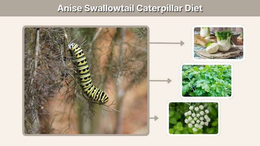 Anise Swallowtail Caterpillar Diet