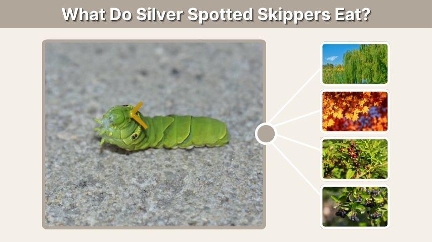 Western Tiger Swallowtail Caterpillar Food