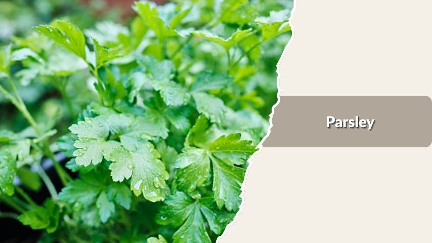 Parsley