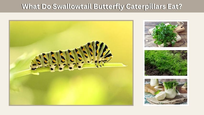 What Do Swallowtail Butterfly Caterpillars Eat?