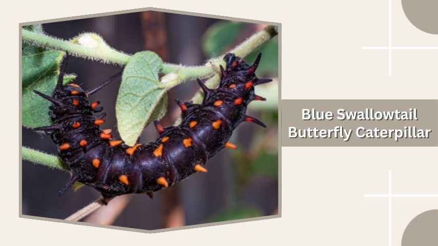 Blue Swallowtail Butterfly Caterpillar