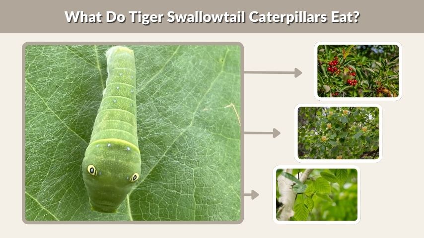 What Do Tiger Swallowtail Caterpillars Eat?