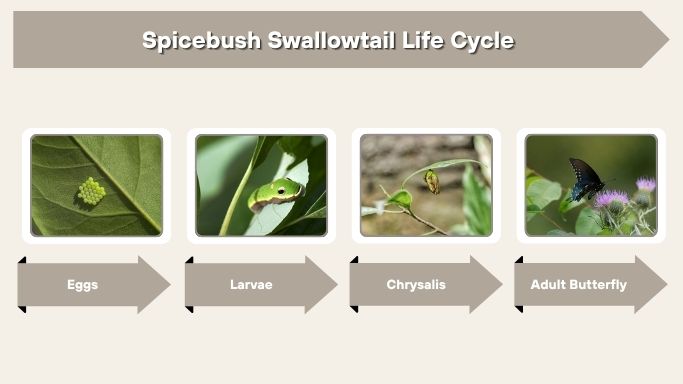 Spicebush Swallowtail Life Cycle