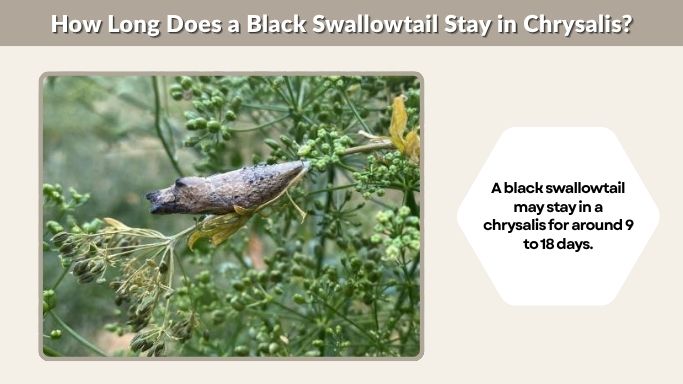How Long Does a Black Swallowtail Stay in Chrysalis?