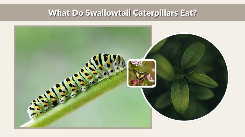 What Do Swallowtail Caterpillars Eat?