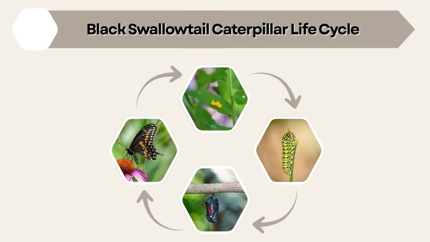Black Swallowtail Caterpillar Life Cycle