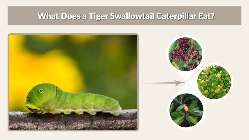 What Does a Tiger Swallowtail Caterpillar Eat?