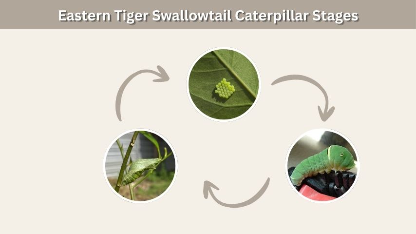 Eastern Tiger Swallowtail Caterpillar Stages