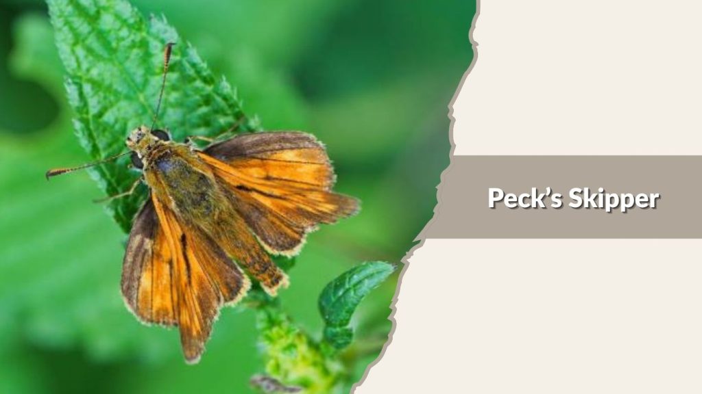 Peck’s Skipper