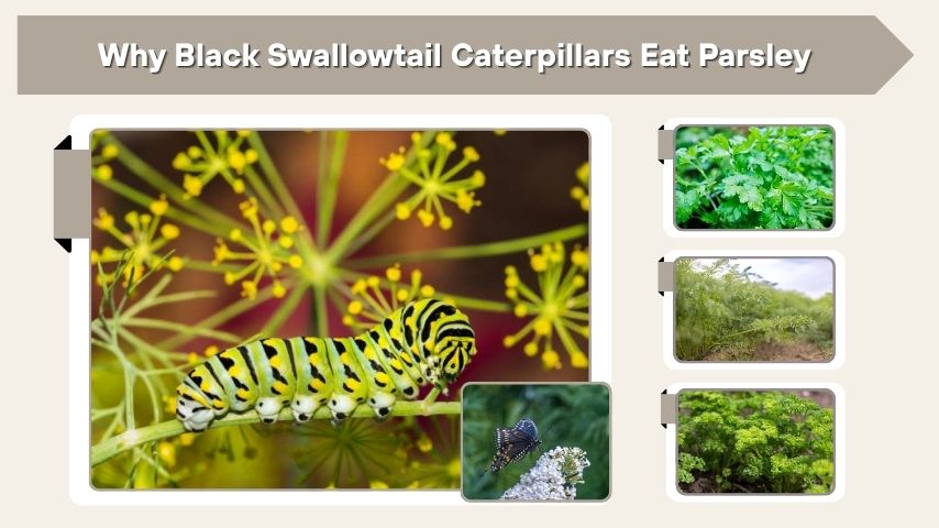 Why Black Swallowtail Caterpillars Eat Parsley