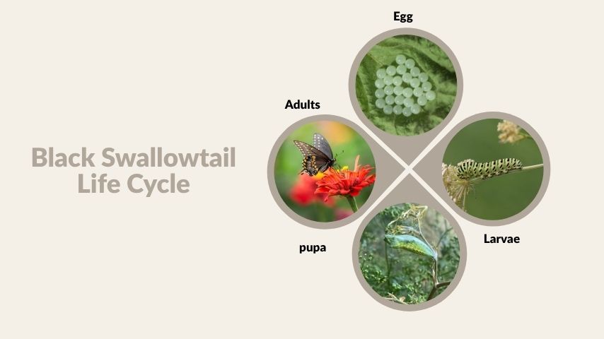 Black Swallowtail Life Cycle