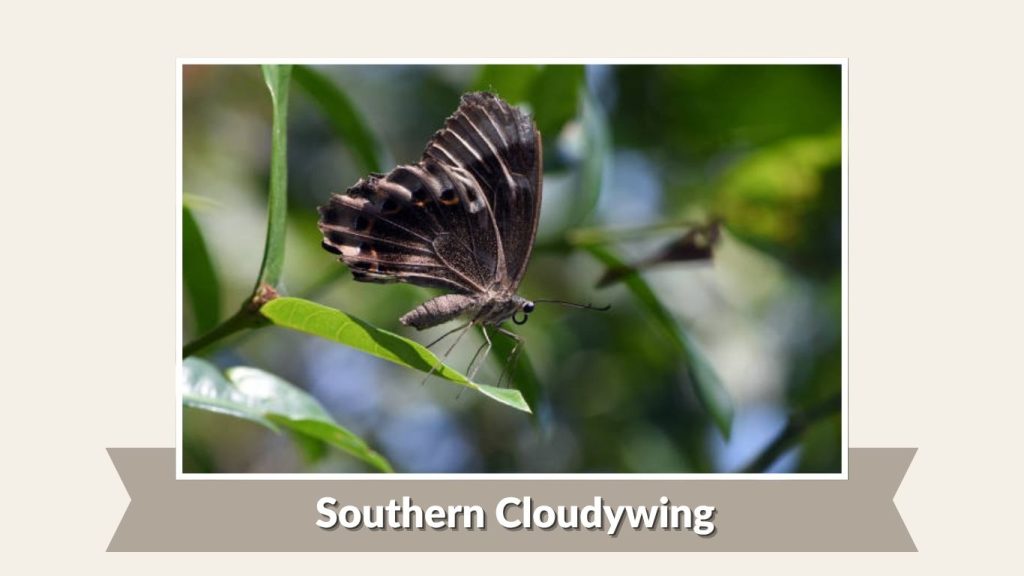 Southern Cloudywing