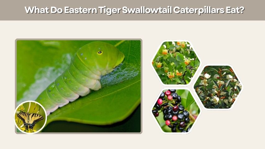 What Do Eastern Tiger Swallowtail Caterpillars Eat?