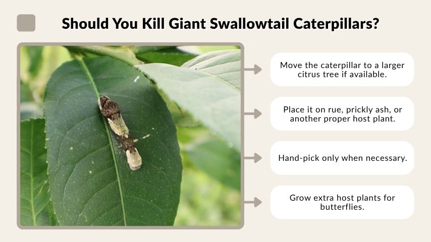 Should You Kill Giant Swallowtail Caterpillars?