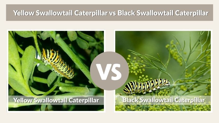 Yellow Swallowtail Caterpillar vs Black Swallowtail Caterpillar