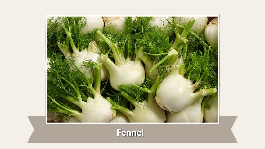 Fennel