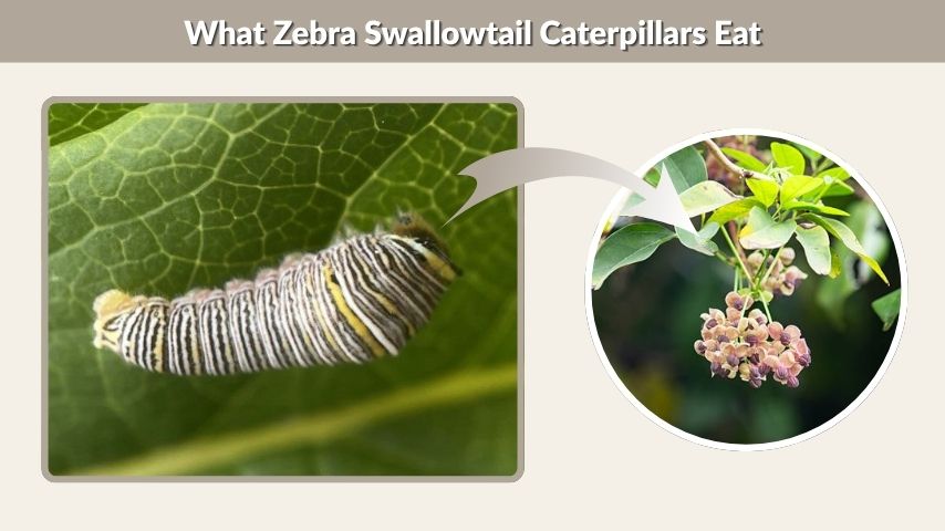 What Zebra Swallowtail Caterpillars Eat
