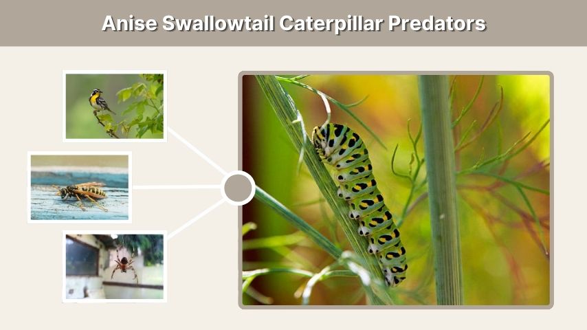 Anise Swallowtail Caterpillar Predators