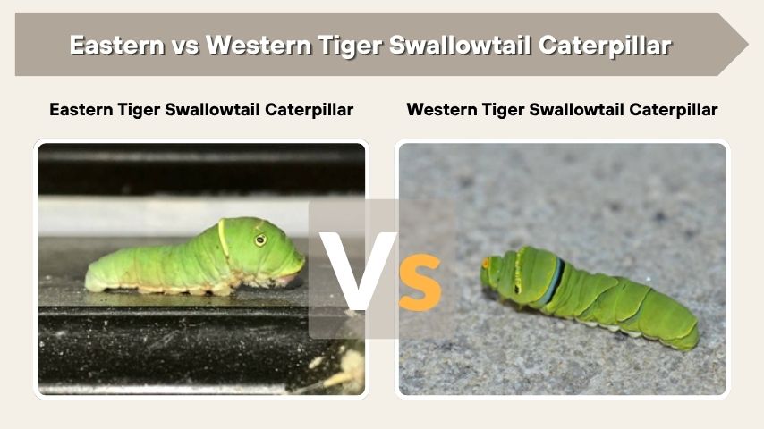 Eastern vs Western Tiger Swallowtail Caterpillar