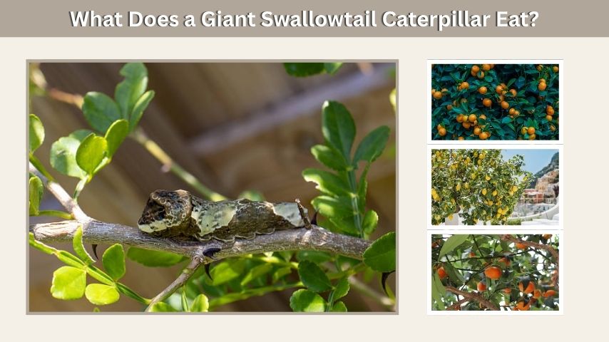What Does a Giant Swallowtail Caterpillar Eat?