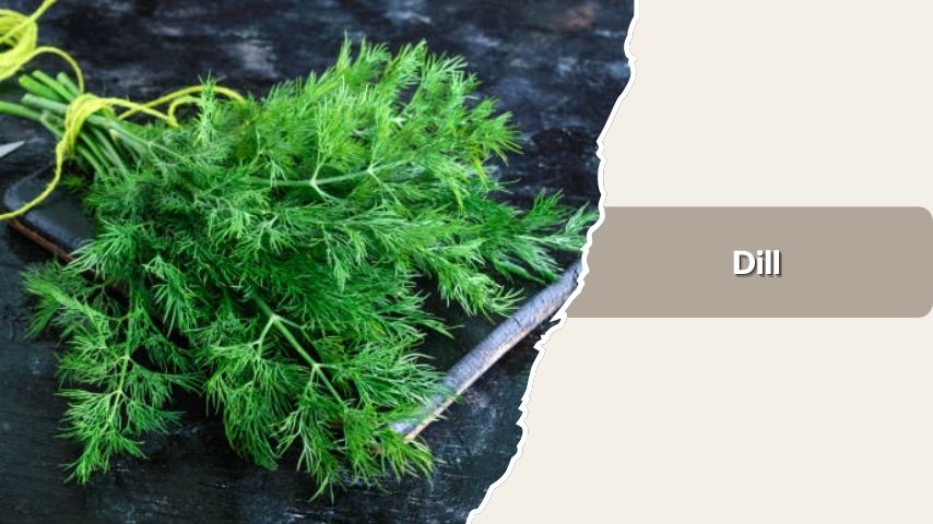 Dill