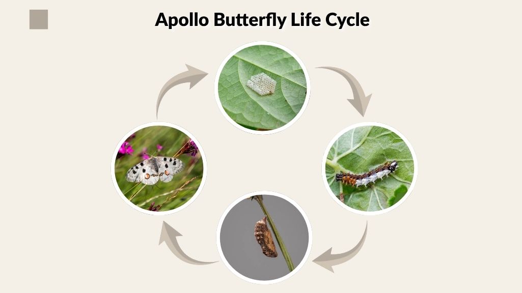 Apollo Butterfly Life Cycle
