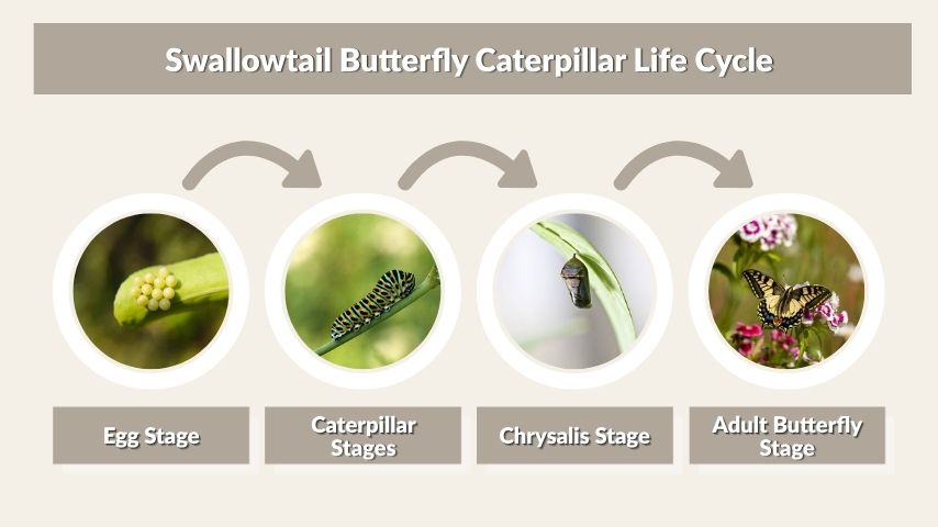 Swallowtail Butterfly Caterpillar Life Cycle