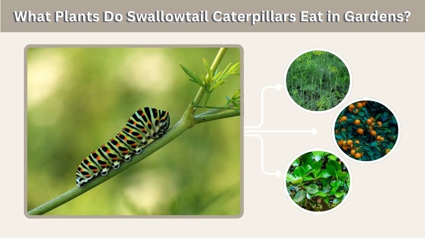 What Plants Do Swallowtail Caterpillars Eat in Gardens?