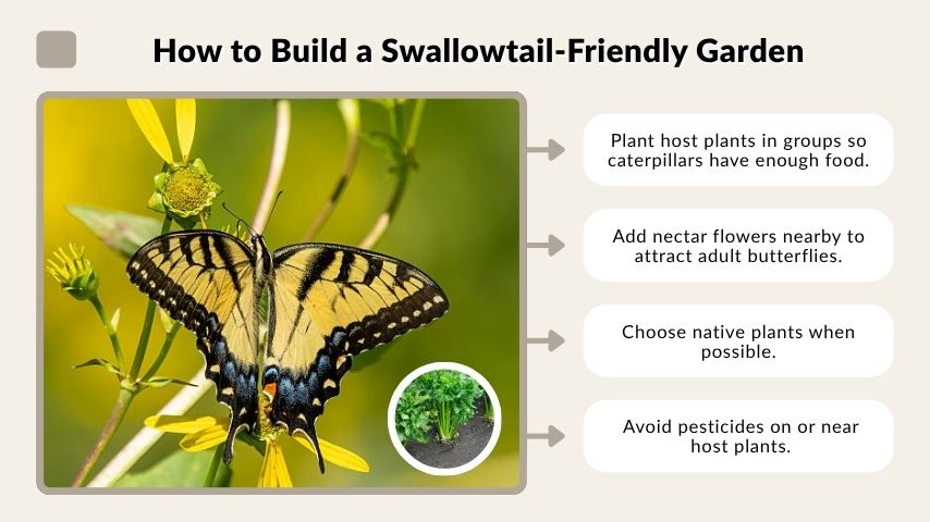How to Build a Swallowtail-Friendly Garden