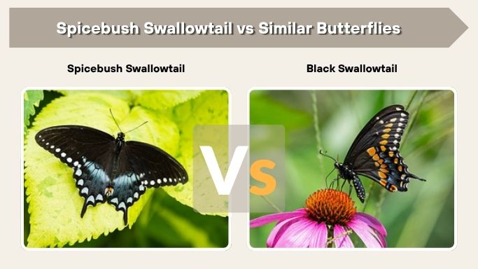 Spicebush Swallowtail vs Similar Butterflies