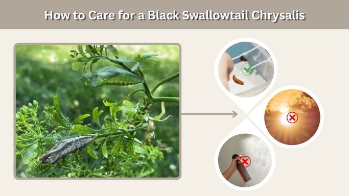 How to Care for a Black Swallowtail Chrysalis