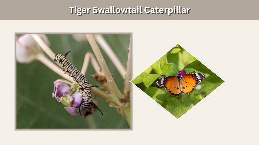 Tiger Swallowtail Caterpillar