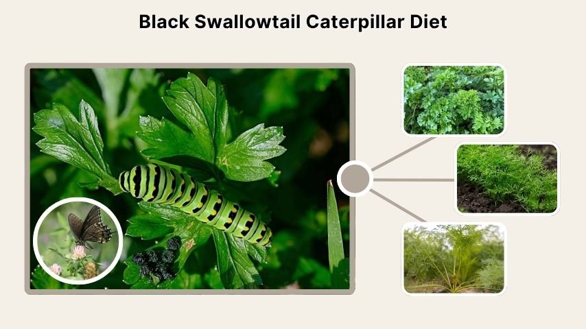Black Swallowtail Caterpillar Diet