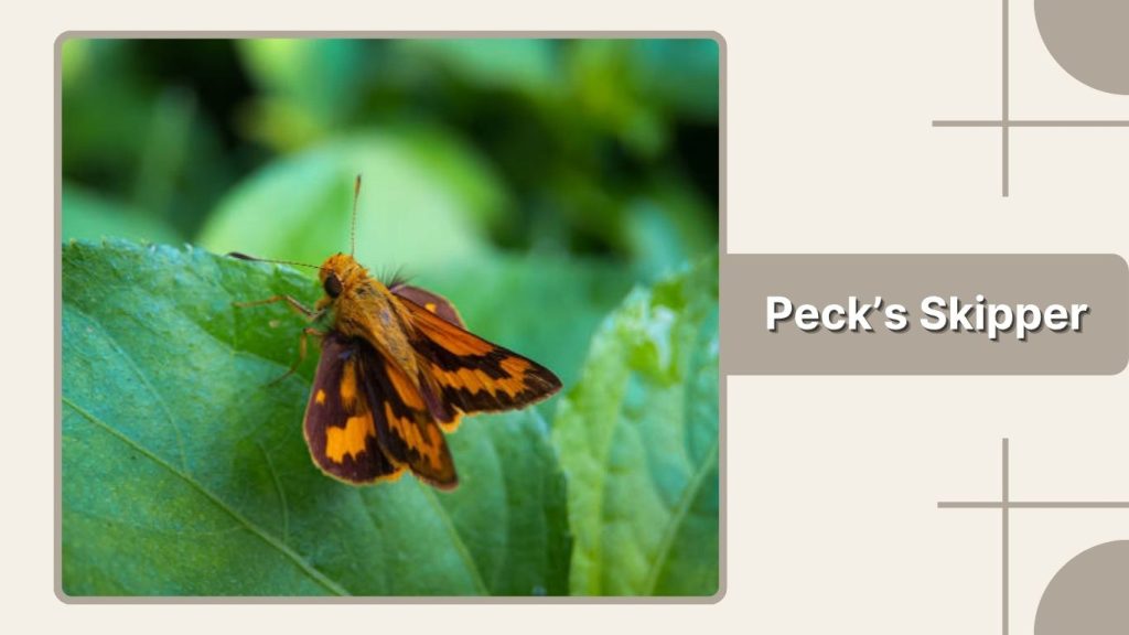  Peck’s Skipper