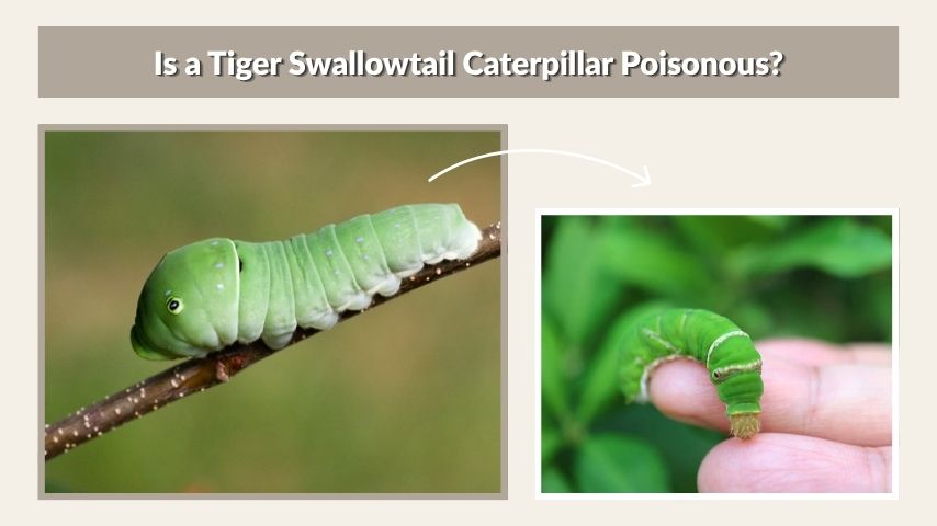 Is a Tiger Swallowtail Caterpillar Poisonous?