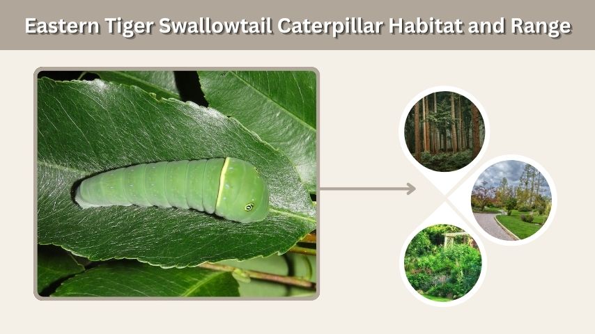 Eastern Tiger Swallowtail Caterpillar Habitat and Range