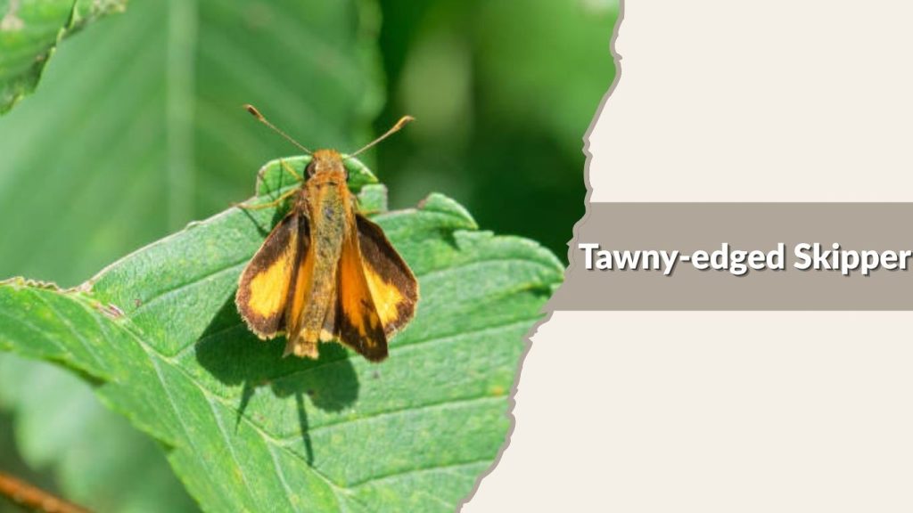Tawny-edged Skipper