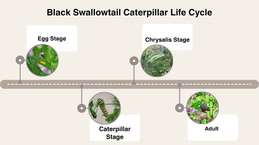 Black Swallowtail Caterpillar Life Cycle