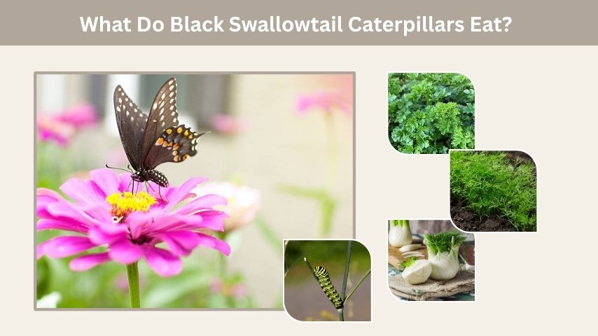 What Do Black Swallowtail Caterpillars Eat?