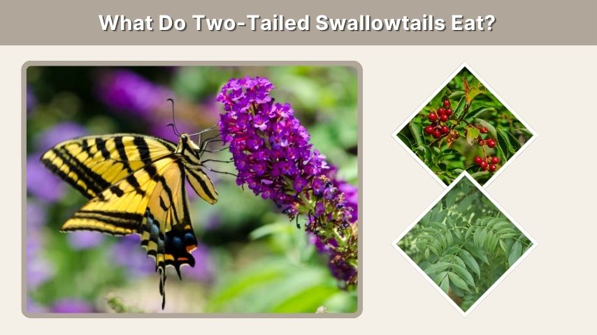 What Do Two-Tailed Swallowtails Eat?