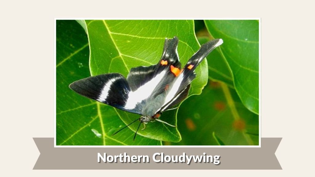 Northern Cloudywing