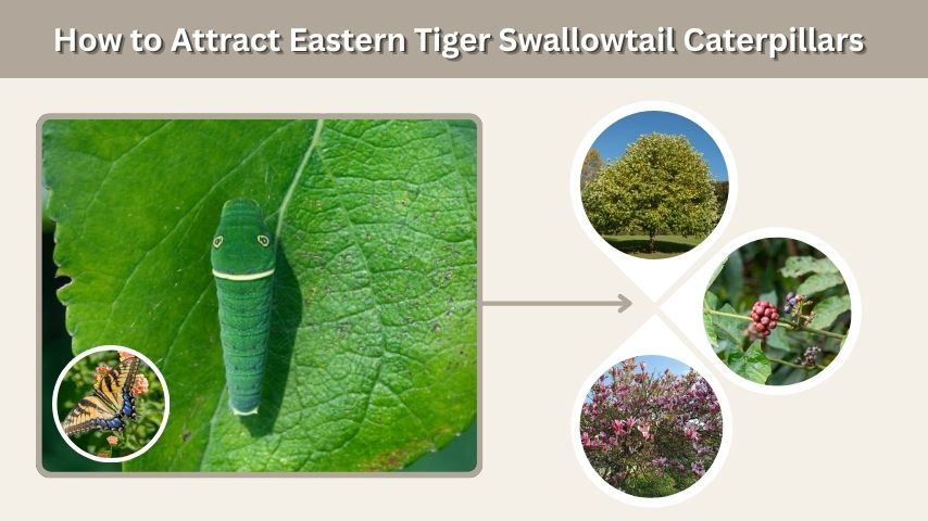 How to Attract Eastern Tiger Swallowtail Caterpillars