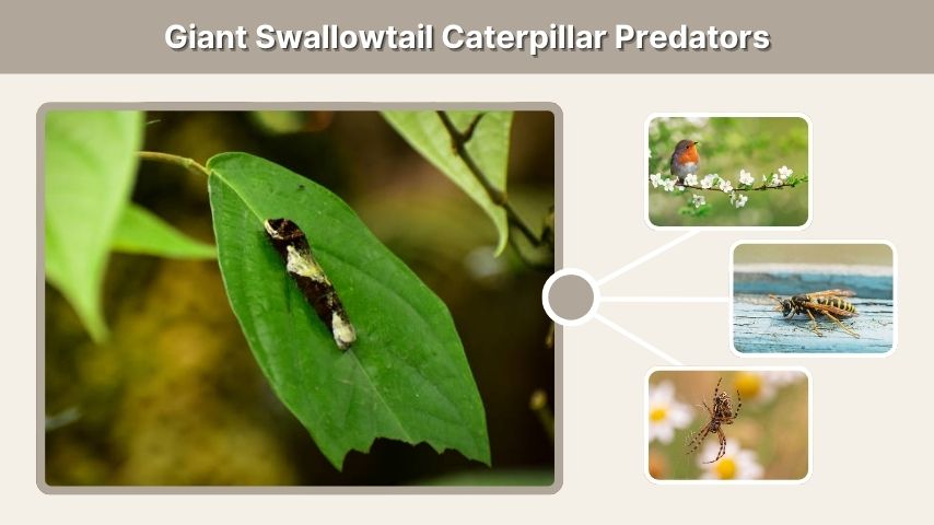 Giant Swallowtail Caterpillar Predators