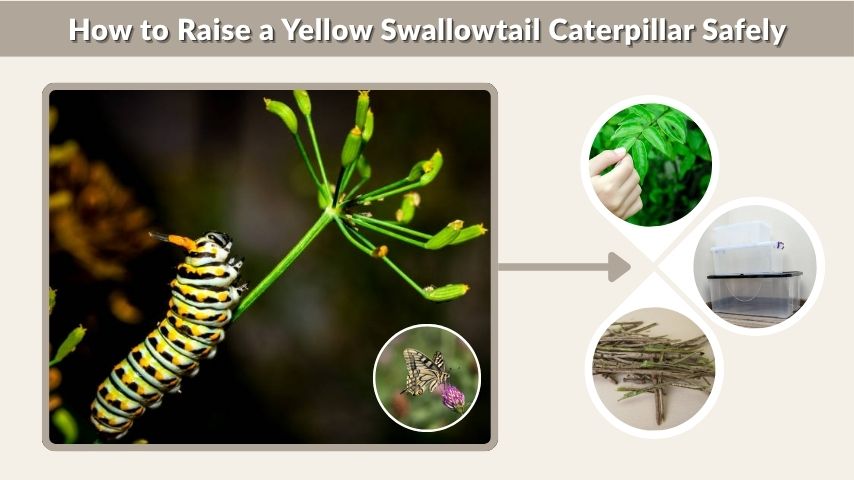 How to Raise a Yellow Swallowtail Caterpillar Safely