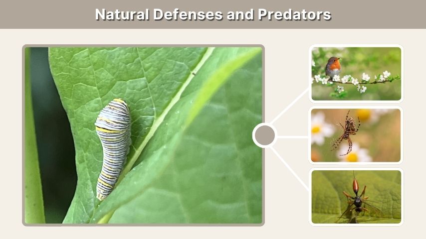 Natural Defenses and Predators
