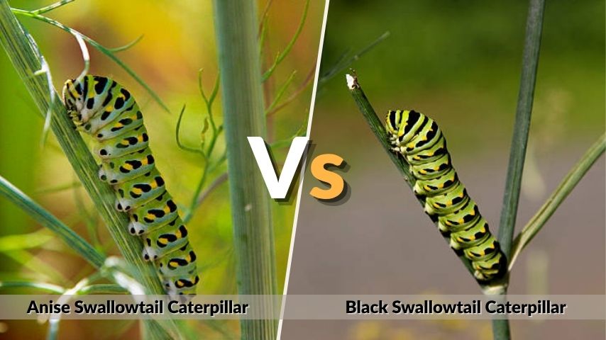 Anise Swallowtail Caterpillar vs Black Swallowtail Caterpillar