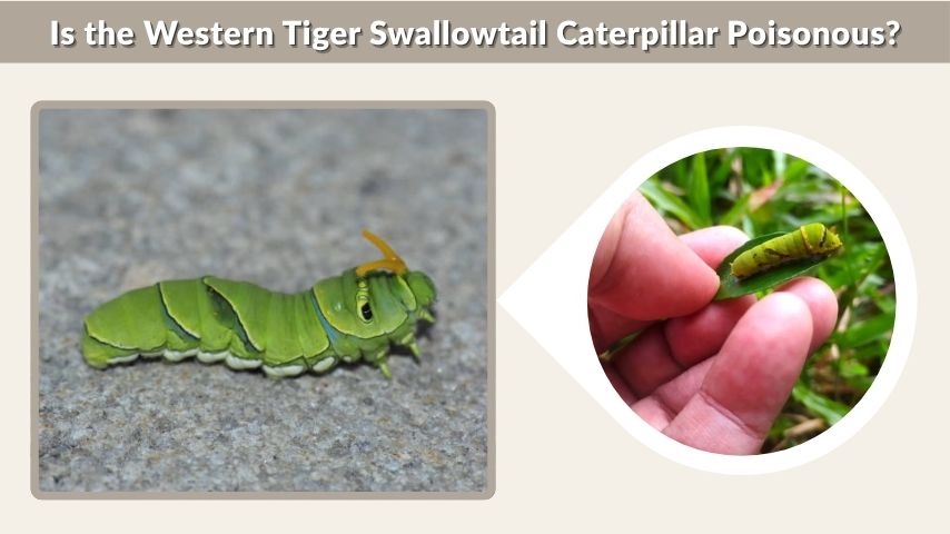 Is the Western Tiger Swallowtail Caterpillar Poisonous?